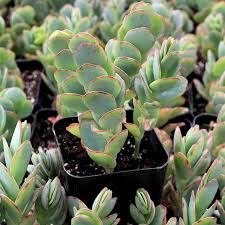 Image result for Kalanchoe dyeri