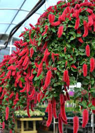 Balcony Chenille Plant Hanging Baskets For A Spot That Only Gets Morning Sun Or No Plants For Hanging Baskets Hanging Basket Garden Hanging Flower Baskets