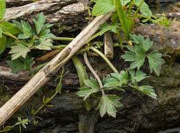 Image result for Laurembergia repens