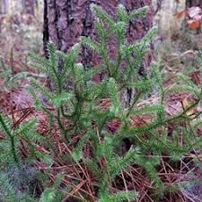 Image result for Lycopodiaceae