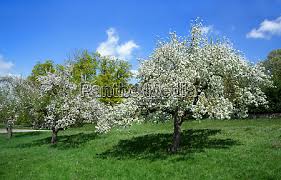 The glossy green foliage, white scented flowers and colourful fruit make these trees just as suited to ornamental plantings and container growing as to the home orchard. Blooming Apple Trees On A Meadow With Blue Sky Lizenzfreies Bild 26136635 Bildagentur Panthermedia