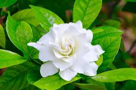 Learn How To Grow And Care For Your Gardenia