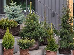 Attention, les nordmann sont très rarement cultivé en pot. Sapins De Noel Plantes De Jardin Du Mois De Decembre 2019 Tropiflora