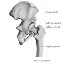 It is comprised of two bones: Hip Anatomy Pictures Function Problems Treatment