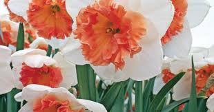 Narcissus Precocious Narcissen Narcis