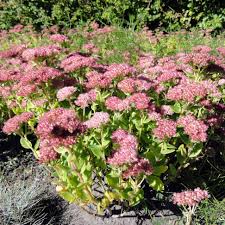 Leave the faded flowers on the plant for added winter interest. Sedum Telephium Hylotelephium Telephium