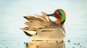 Ten Tips For Waterfowl Beginners Audubon