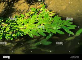 Image result for Potamogetonaceae