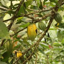 Kaoka Selectionne Ses Filieres Pour La Finesse Et La Qualite Aromatique Du Cacao Une Exigence Pour Des Chocolats De Grands Crus Chocolat Cacao In 2020 Pear Fruit