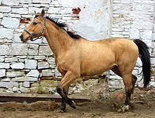 15.2, has coggins and shots. Cream Gen Des Pferdes Wikipedia