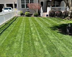 Image of Tall Fescue Grass