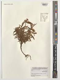 Image result for Dissotis irvingiana