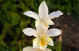 Image result for Freesia cultivars