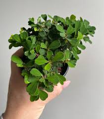 Image result for Euphorbia eylesii