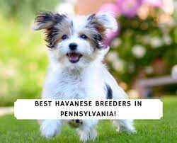 Published in dogs in canada breedlines jan/feb/march 2006. 4 Best Havanese Breeders In Pennsylvania 2021 We Love Doodles