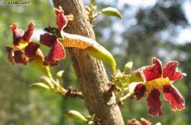 Image result for Heinsia zanzibarica