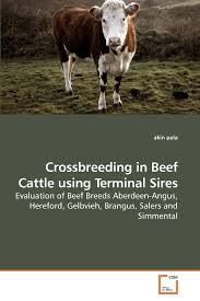 They are not picky when it comes to food, are in good health and, in suitable living conditions, can live a long life. Crossbreeding In Beef Cattle Using Terminal Sires Evaluation Of Beef Breeds Aberdeen Angus Hereford Gelbvieh Brangus Salers And Simmental Pala Akin 9783639235241 Amazon Com Books