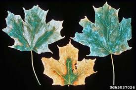 Fire blight, also written fireblight, is a contagious disease affecting apples, pears, and some other members of the family rosaceae. What S Wrong With My Plant Garden University Of Minnesota Extension