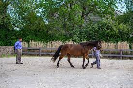 It contains a minimum of 500 iu per ml of vitamin e. Prevention And Treatment Of Epm The 1 Resource For Horse Farms Stables And Riding Instructors Stable Management