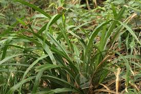 Image result for Hypolytrum