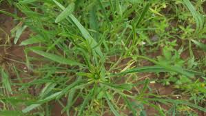 Image result for Vernonia galamensis