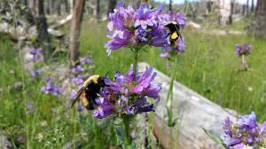 Check spelling or type a new query. Bumble Bees Favorite Flowers Identified To Aid Bee Restoration