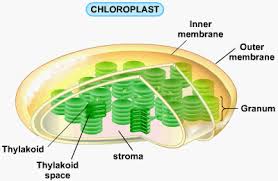 Check spelling or type a new query. Plant Cells Organelles