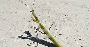 Pin Von Heike Spate Auf Insekten Bilder Gottesanbeterin Insekten