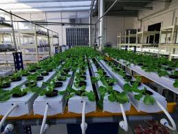 Agriculture Aquaponics Growing Systems Food Grade Pvc Plant Tube China Plant Tube Nft Channel Made In China Com