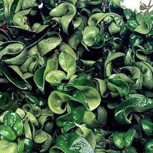 Pin On Over 400 Different Foliage Varieties
