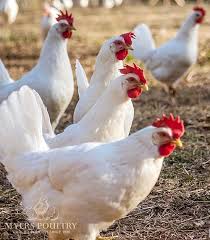 White Leghorns Chickens For Sale Myers Poultry