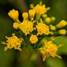 Image result for Delairea odorata