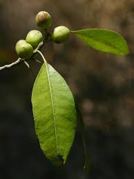 Image result for Uapaca nitida