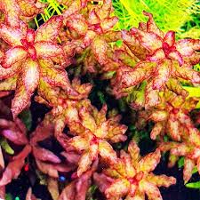 Image result for Ludwigia senegalensis