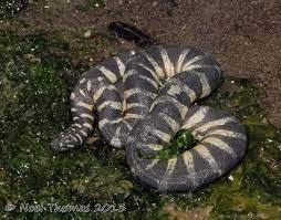 Acrochordus Granulatus Banded File Snake Reptile Snakes Snake Amphibians