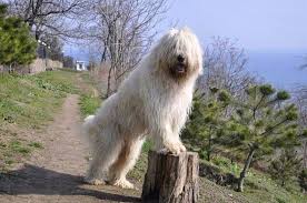 Russian terrier, moscovian miniature terrier, moscow toy terrier, russian longhaired toy terrier. 17 Dog Breeds From Russia