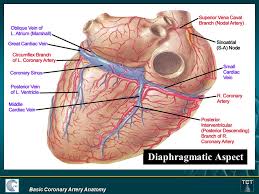 Sternocostal Aspect Basic Coronary Artery Anatomy Ppt Download