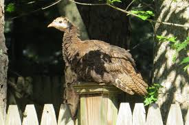Birds Of Cape Cod Young Turkey Cape Cod Ma Bird Photo Cape Cod Ma Birds