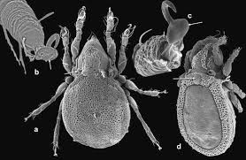 Closes in 9 h 0 min. Mites On Plants Springerlink