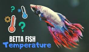 It is important to monitor the water conditions and the. Betta Fish Temperature What Is The Ideal Temp For Your Aquarium