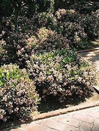 Maybe you would like to learn more about one of these? Indian Hawthorne Small Evergreen Shrub Fragrant Pink Or White Flowers Bloom In Spring Needs Full Sun Evergreen Shrubs Small Evergreen Shrubs Outside Plants