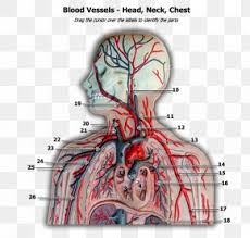 Biology of the blood vessels. Blood Vessel Nerve Muscle Anatomy Head Png 600x600px Watercolor Cartoon Flower Frame Heart Download Free