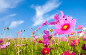 Bienvenida Primavera! – Clinica Tajy