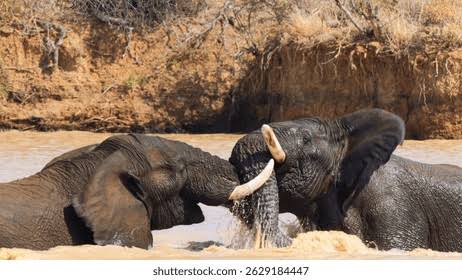 3,569 Elephant Battle Royalty-Free Images, Stock Photos & Pictures | Shutterstock