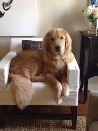 Maybe you would like to learn more about one of these? Golden Retriever Rescue Austin Petfinder