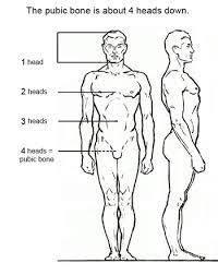 Find the perfect human body proportions stock illustrations from getty images. 7 Figure Drawing Proportions To Know