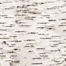 Birch Tree Bark And Stone Coupon Tree Bark Fabric Birch Bark By Willowlanetextiles Cotton Etsy Birch Bark White Birch Trees Birch Tree