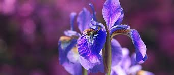 Originating in europe and asia, pepper mint is the most cultivated leaves with a sweet, fresh, strong flavor; Iris Blue Gold Of Perfumery Carrement Belle