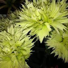 Japanese Spark Verde Carnation Carnations Flowers Plants