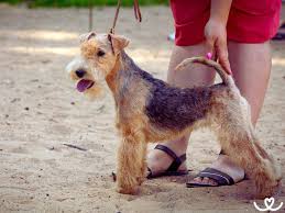 Image result for lakeland teriér